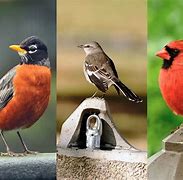 birds of a feather flock together